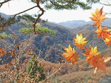 2017最新烧脑电影